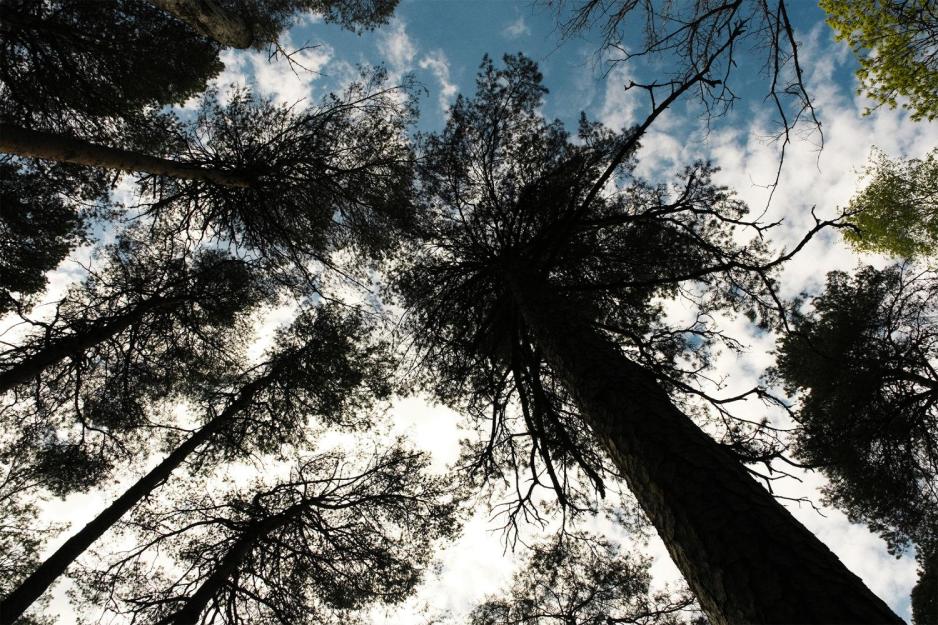 Tr&aelig;r i froskeperspektiv