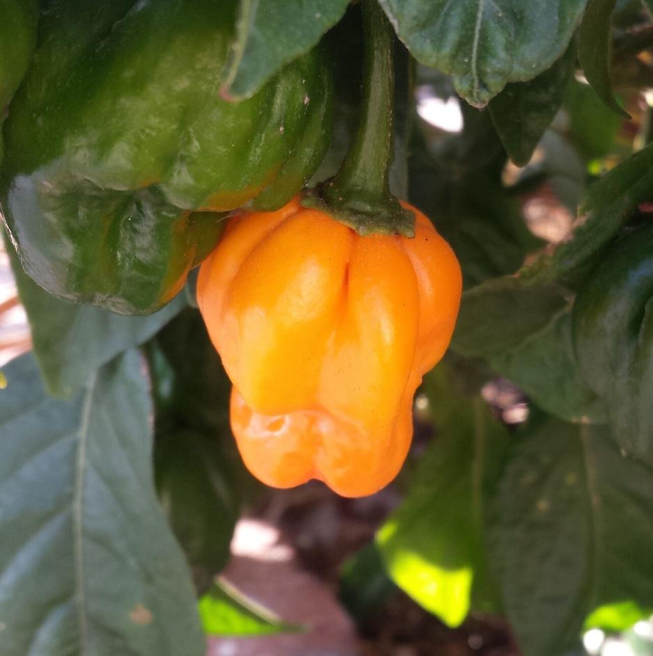 Det vil bli mangel p&aring; Scotch Bonnet Chili fremover. 