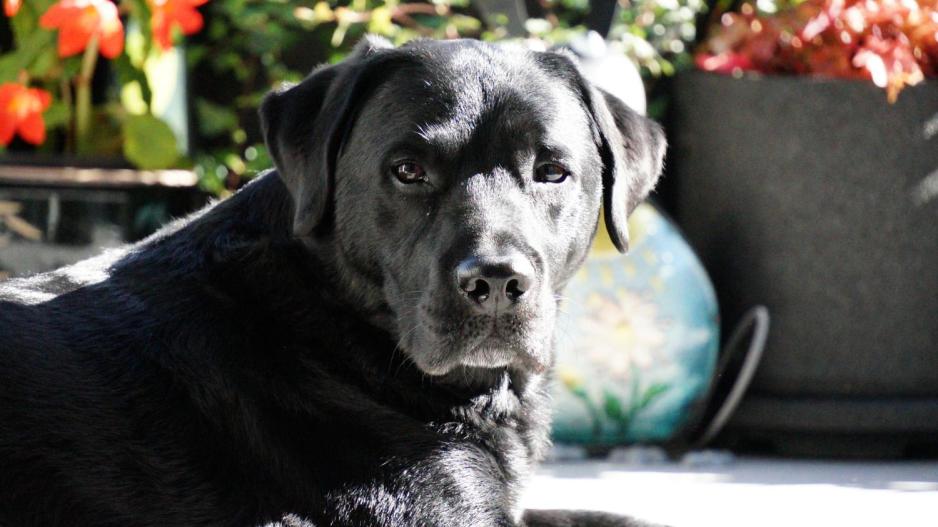 En svart labrador ligger i solen