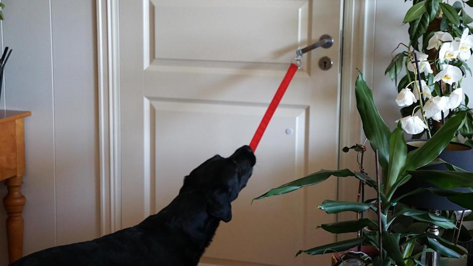En servicehund åpner en dør ved hjelp av et tau