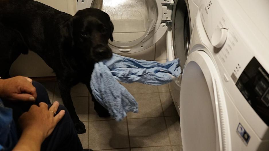 En servicehund som tar ut et håndkle fra vaskemaskinen