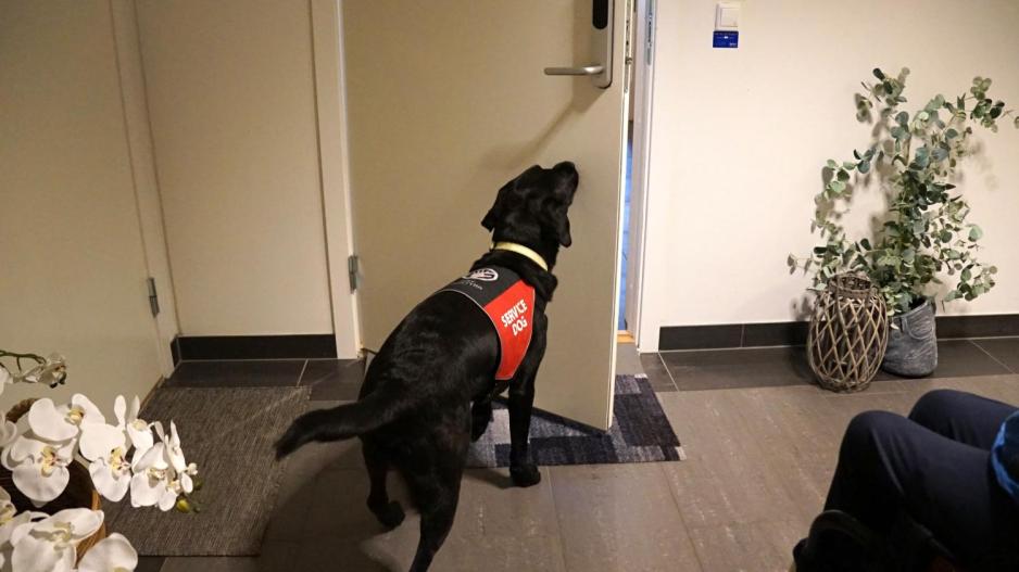 En servicehund lukker en dør