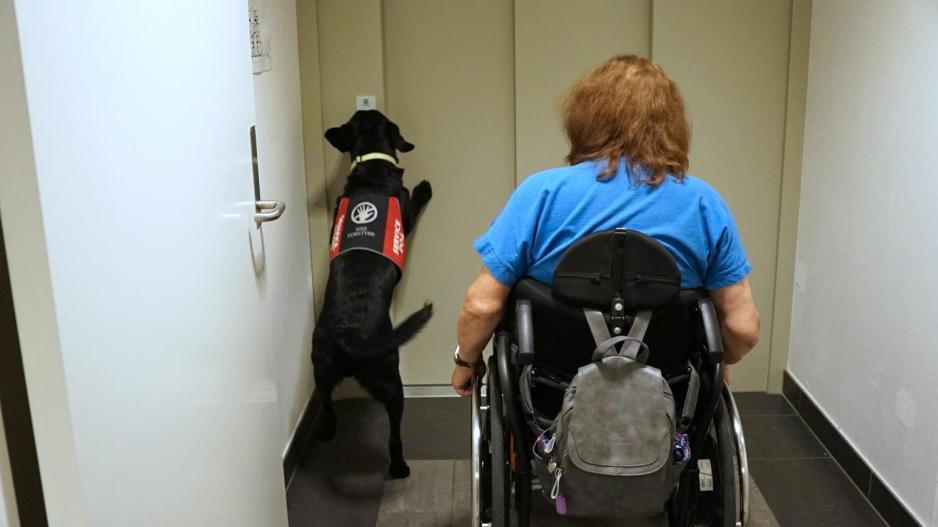 En servicehund bruker nesen for å trykke på heisknappen