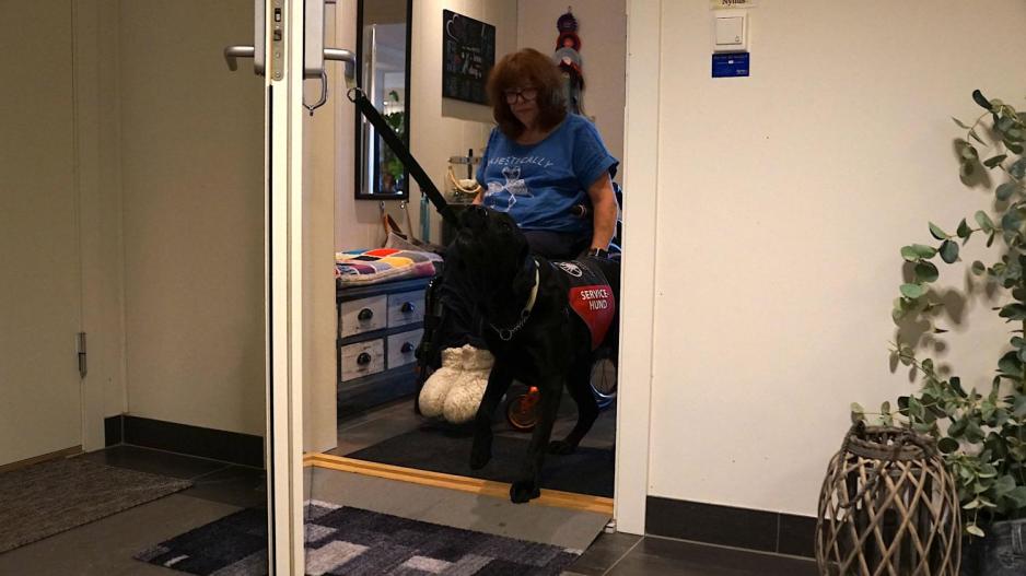 En servicehund lukker døren fra innsiden