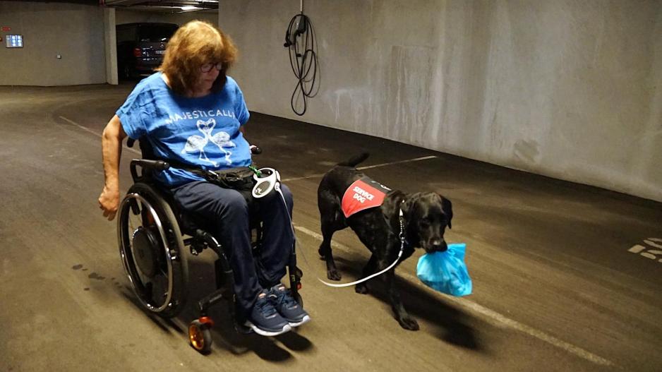 En servicehund bærer en søppelpose