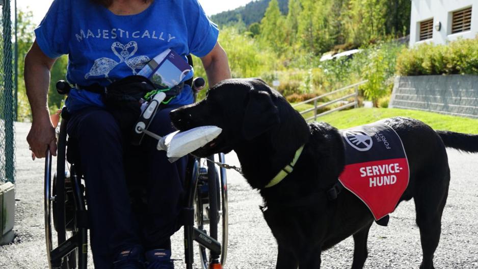En servicehund bærer en pakke i munnen