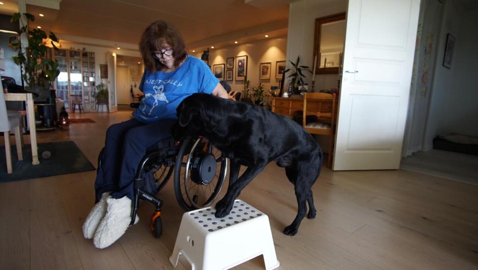 En servicehund trener på å flytte bakbeina 