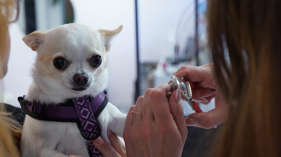 Chihuahuaen Sofie får neglene sine klipt av Angelika.