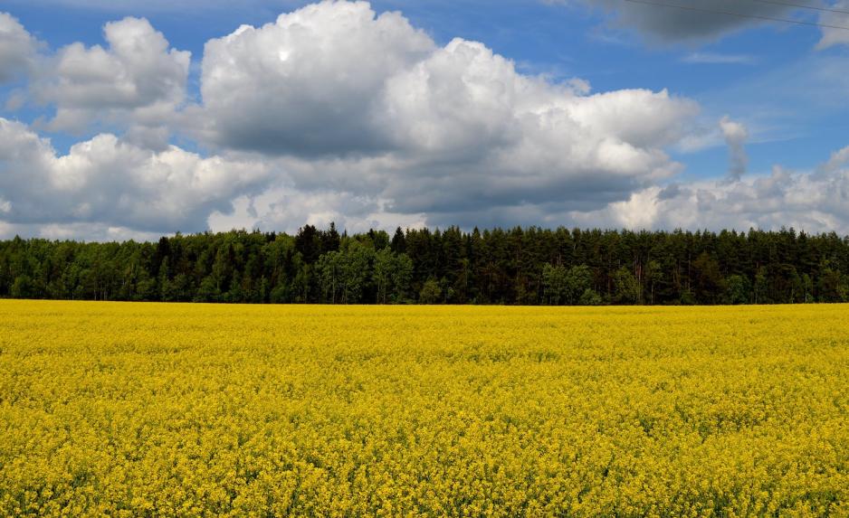 Rapsåker i Hviterussland 