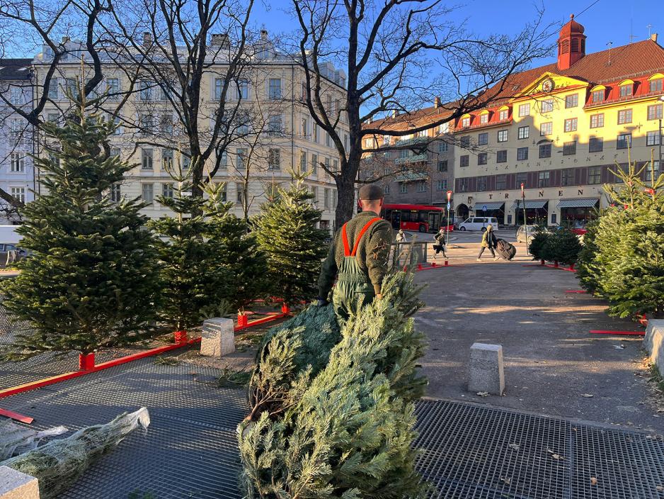 En ung mann drar to juletrær etter seg. 