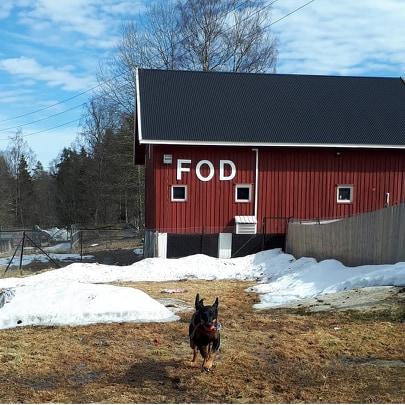 En hund kommer løpende mot kamera foran gården der FOD holder til