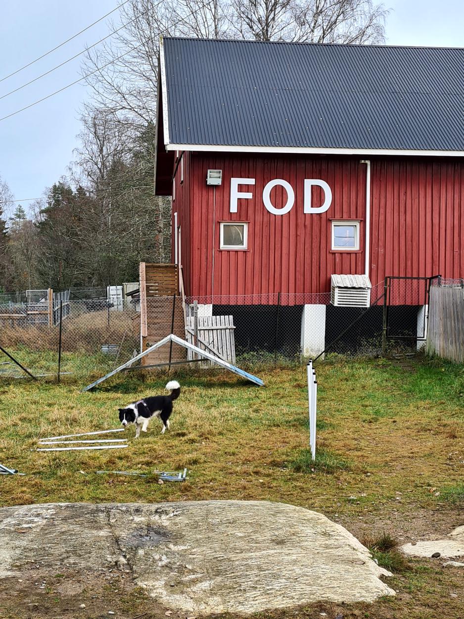 En hund på FOD-gården