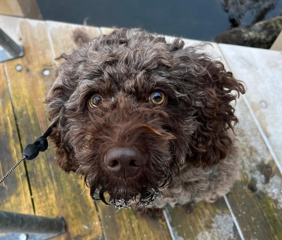 Hund Australsk Cobberdog