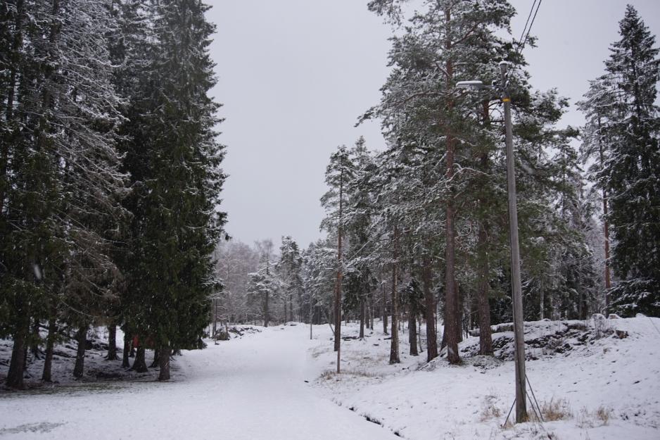 Bilde av lysløype på Sognsvann. 