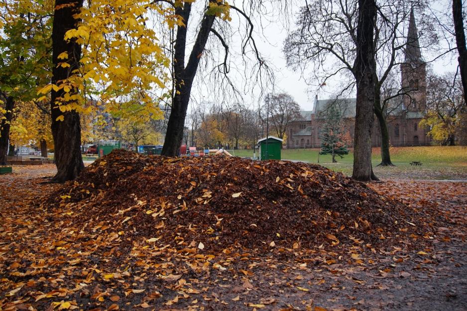 Bilde av en haug med løv i Sofienbergparken. 