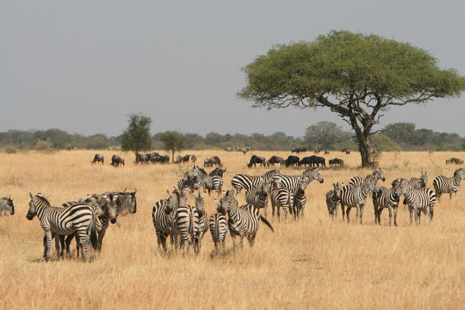 Safari i Serengeti Tanzania