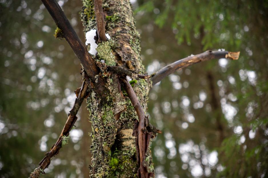 Close up of moss on tree