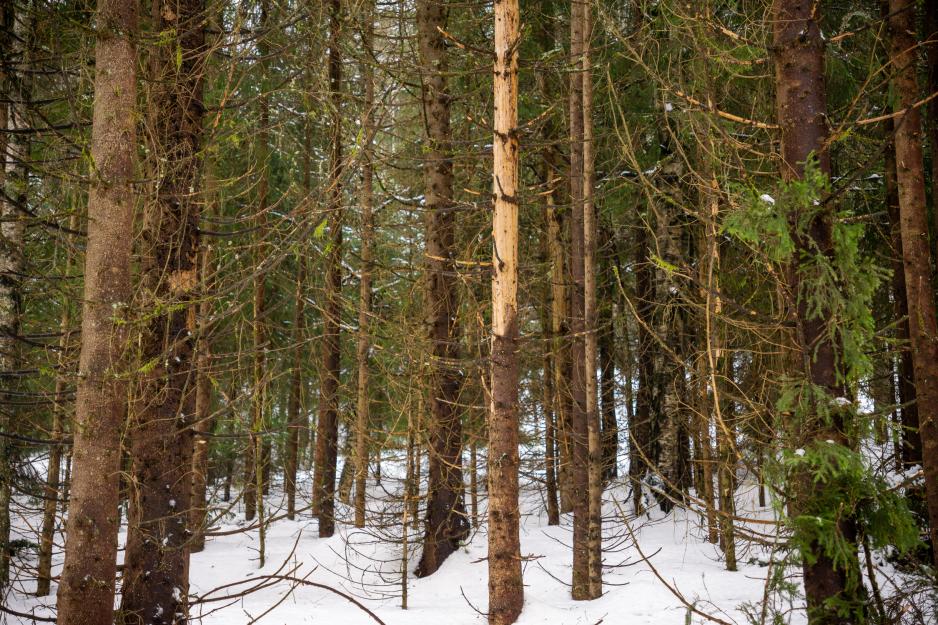 Trees in the forest