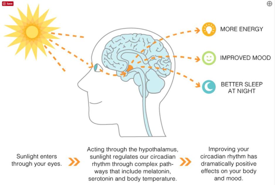 En illustrering av hvordan sollyset treffer reseptorene i hjernen og stimulerer produksjon av serotonin