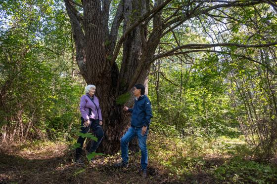 Gro Stangeland og Marius Park Pedersen ved et 160 år gammel seljetre: én av mer enn 80 arter Norsk Botanisk forening avdeling Østlandet registrerte på en florakartlegging tidligere i år.