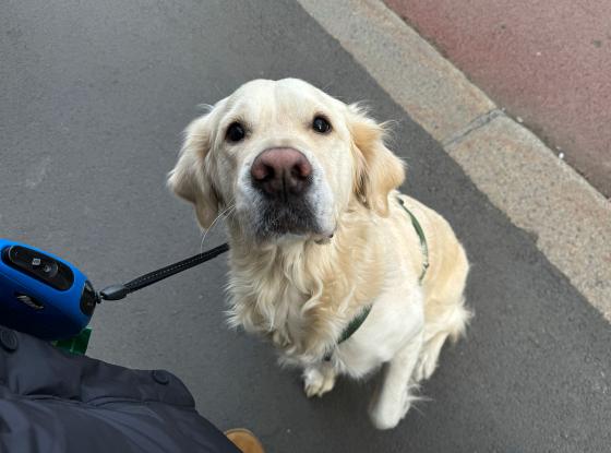 Golden retriveren Bourbon ser i kamera med en løftet pote