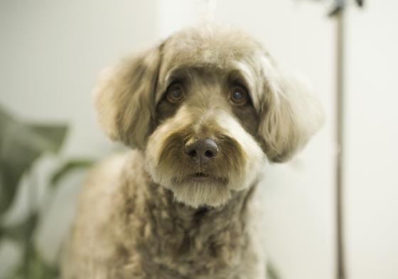 Nærportrett av en Golden Doodle etter vask og klipp