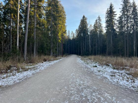 Bilde av skiløypa på Sognsvann, det er ikke snø