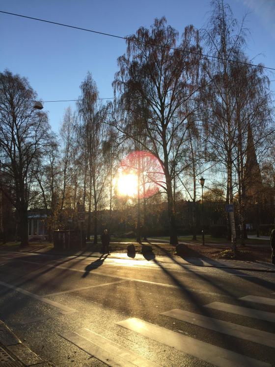Bilde av Birkelunden park. Lav sol bak trærne. 