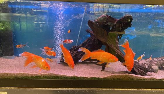 Bildet viser små og store gullfisker i et akvarium. Det er stor forskjell på dem. De største er kanskje rundt 10 cm