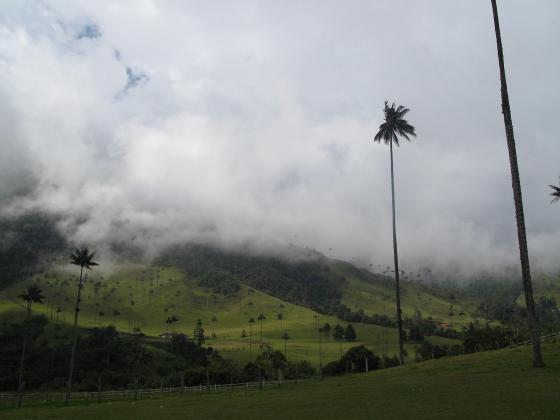 Fra et kaffeområde i Colombia
