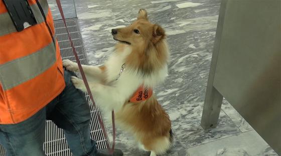 En Hund som heter Korma hopper på beinet til en fyr som heter Henrik. 