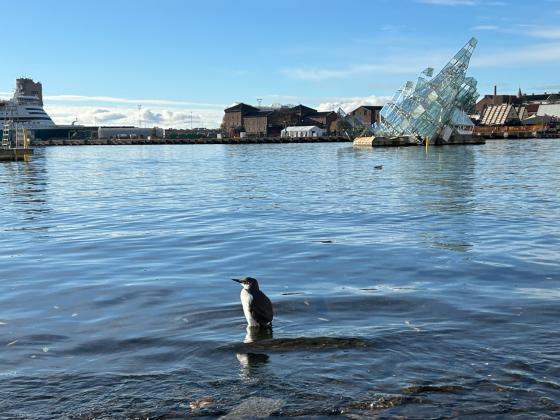 En lomvi i vannkanten med Langgkaia i bakgrunnen