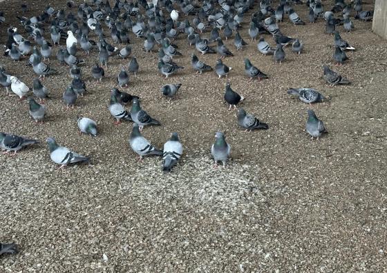 Fugleflokk på bakken