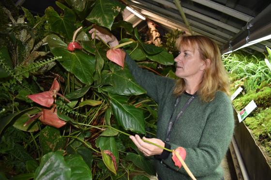 Sletten Bjorå viser frem en flamingoblomst i drivhuset i botanisk hage 