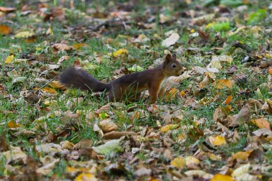 Et ekorn på ferde over gressplenen.