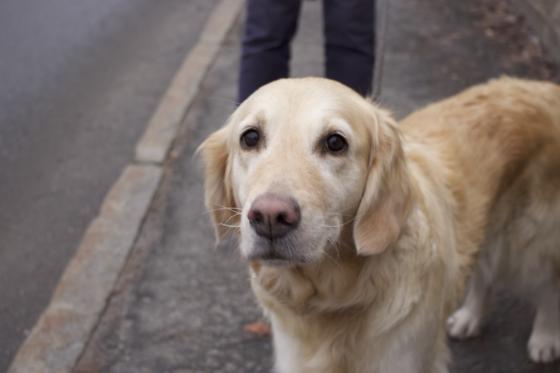 En golden retriever ser inn i linsen