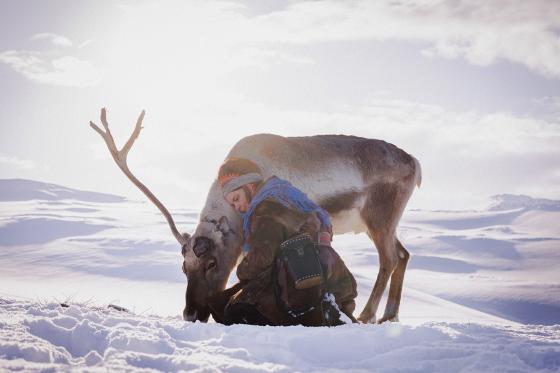 En samisk dame i kofte sitter p&aring; kn&aelig;r ved siden av et reinsdyr som beiter. De er i en sn&oslash;landskap.