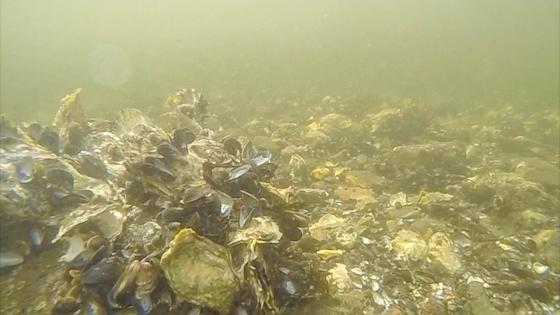 Undervannsbilde som viser masse stillehavs&oslash;sters.