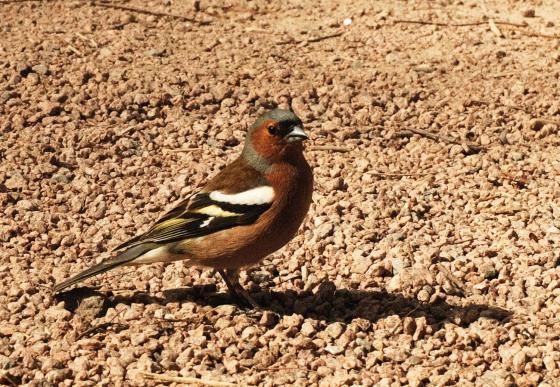 Bokfink som st&aring;r p&aring; grus i sol