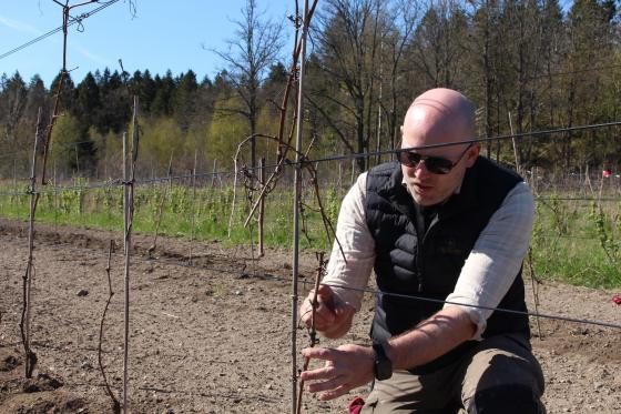 Borander klipper en vinplante