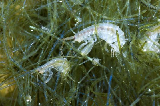 Små plankton i havet oppholder seg inni mellom tang.