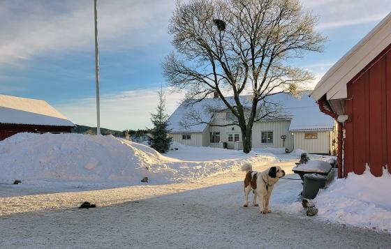 Landskapsbilde av tunet på Skjerven gård i Maridalen, med våningsbygg i bakgrunnen, og St. Bernhardshunden som er gårdshund i forgrunnen.