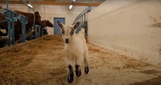 Nærbilde av en liten hvit geitekilling, liggende på en seng av høy.