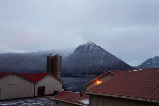 Gimsøy fiskemottak som ligger ved Gimsøystraumen i Lofoten. 