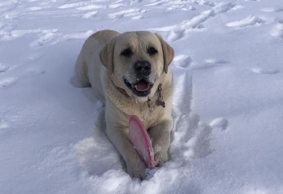 Rufus i snøen.