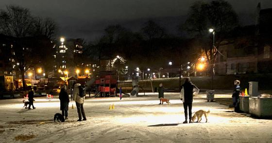 Hundekurs i Sofienbergparken