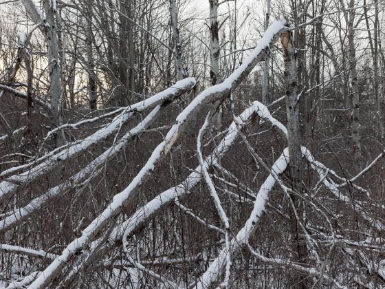 Trær dekket av snø har blitt knekt omtrent på midten. 