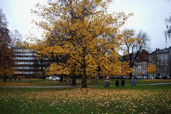 Bilde av tre med løv på bakken i Sofienbergparken