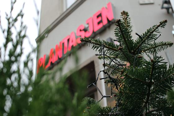 plantasjen med julegran