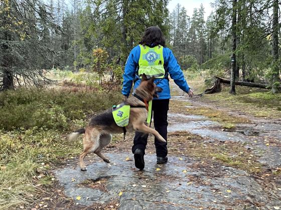 Bilde av en hund som hopper i skogen